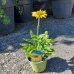  Echinacea purpurová (Echinacea purpurea) ´SUMMER BREEZE´, kont. C1.5L